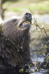 Grizzly Bear