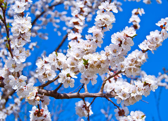 flowering tree of apricot 