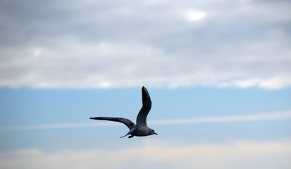 gull