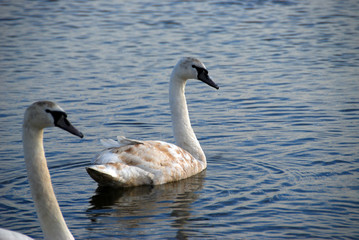 swan