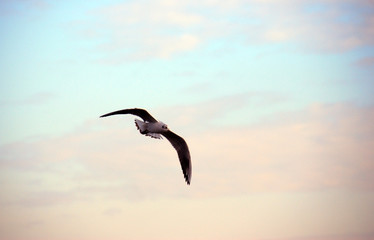 gull