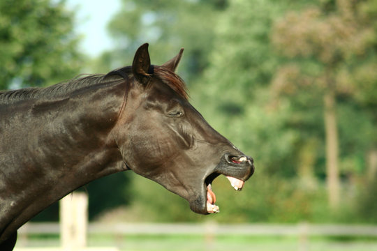 G&auml;hnendes Pferd