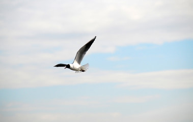 gull