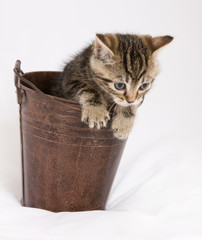 Chaton Chat Bebe Animal Domestique Ami Tendre Panier Mignon Wall Mural Shocky Chaton Chat Bebe Animal Domestique Ami Tendre Panier Mignon Wall Mural Shocky