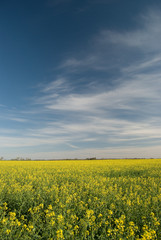 Obraz premium champs de france, terres agricoles