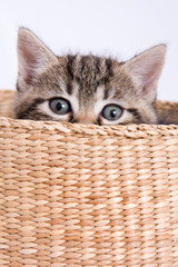 Fototapeta na wymiar kot oczy spojrzeć zaskoczony ciekawy odtwarzacz nieuczciwych