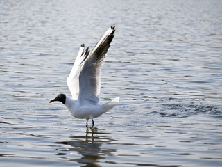 Fototapeta na wymiar Flying up seagull