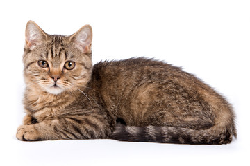 British cat on white background