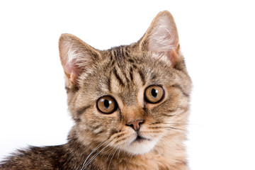 British cat on white background