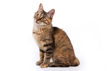 British cat on white background