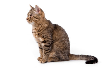 British kitten on white background