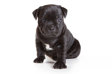 Staffordshire Bull Terrier puppy on white