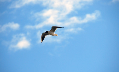 gull