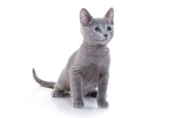 Russian Blue kittens on white - obrazy, fototapety, plakaty