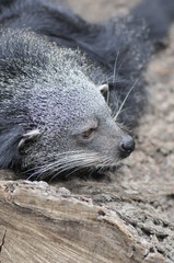 Fototapeta premium Binturong