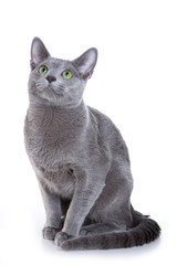 Russian Blue cat on white