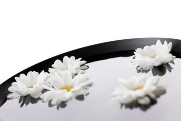 Fototapeta na wymiar white daisy in the bowl