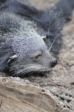 Binturong