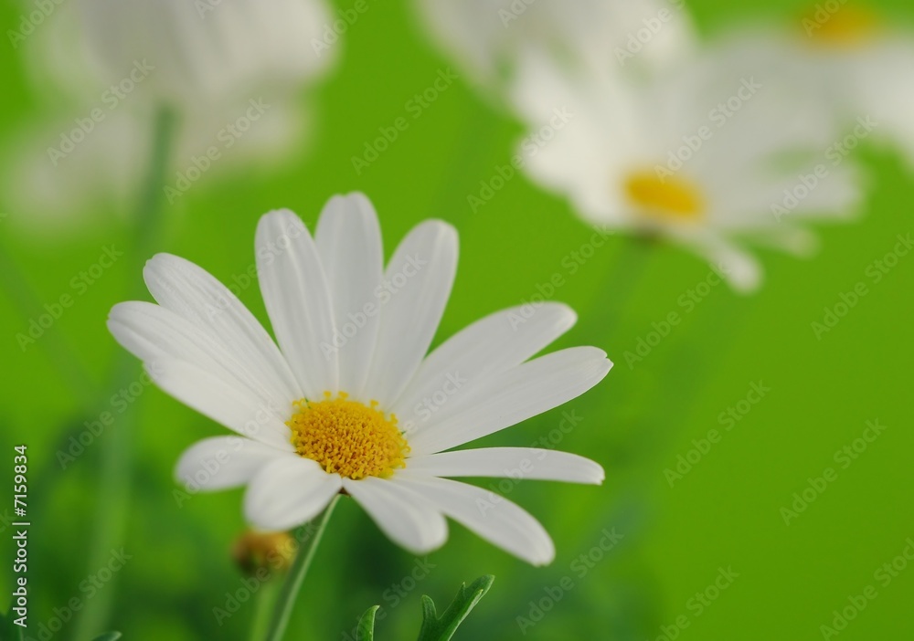 Wall mural white spring marguerite