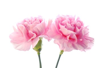 pink carnation - 7159808