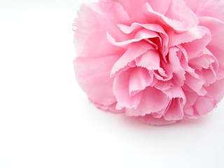 pink carnation