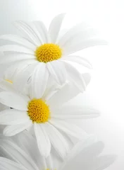 Deurstickers witte lente margriet © Anette Linnea Rasmus