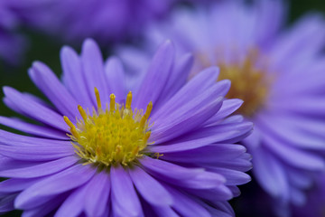 Fototapeta premium blaues Blümchen