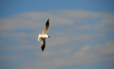 Obraz premium gull