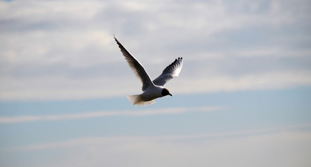 gull
