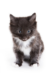 Obraz premium Kuril Bobtail kitten on white