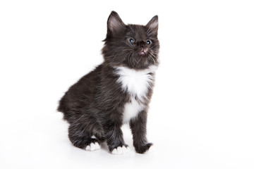Kuril Bobtail kitten on white