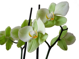 light green orchid on white background