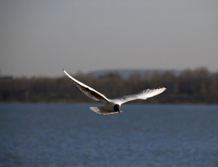 gull