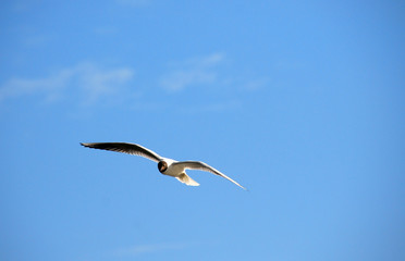 gull