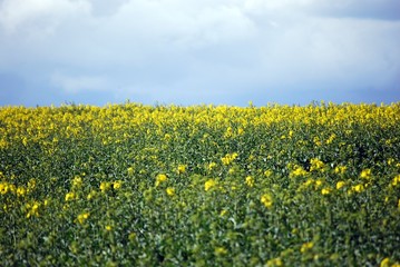 Rapeseed field