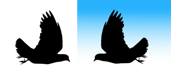 Dove silhouette