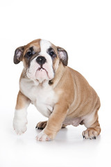 Obraz premium Bulldog puppy on white background