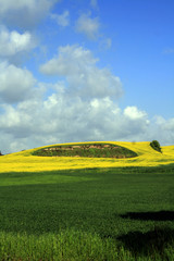 Fototapeta premium Campagna romana a primavera 2