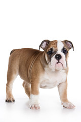 Bulldog puppy on white background