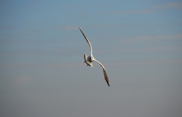 gull