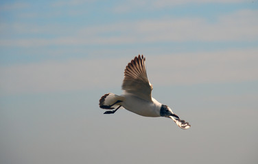 gull