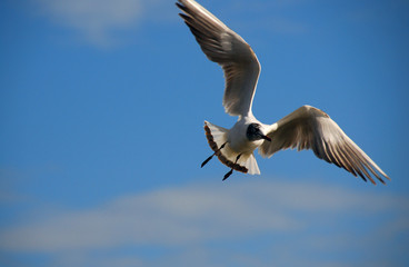 gull