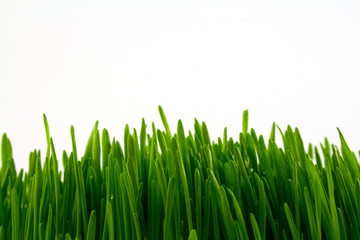 Fototapeta na wymiar green juicy grass