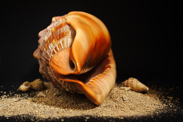 Conchiglia marina su sabbia