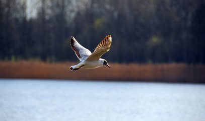 gull