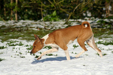 dog exploring snow