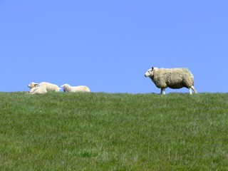 Fototapeta premium Auf dem Deich