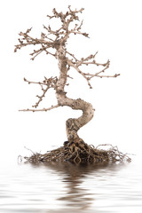 albero secco