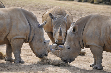 Fototapeta premium Rhinoceros
