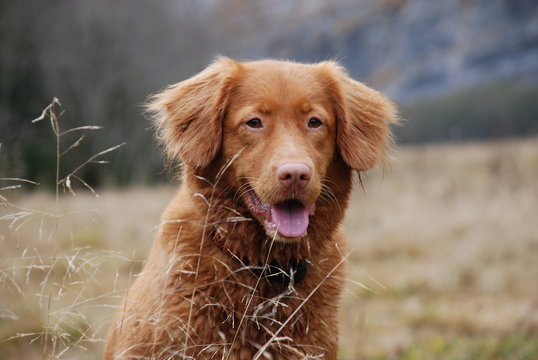 Roter Hund" Bilder – Durchsuchen 1,140 Archivfotos, Vektorgrafiken und  Videos | Adobe Stock